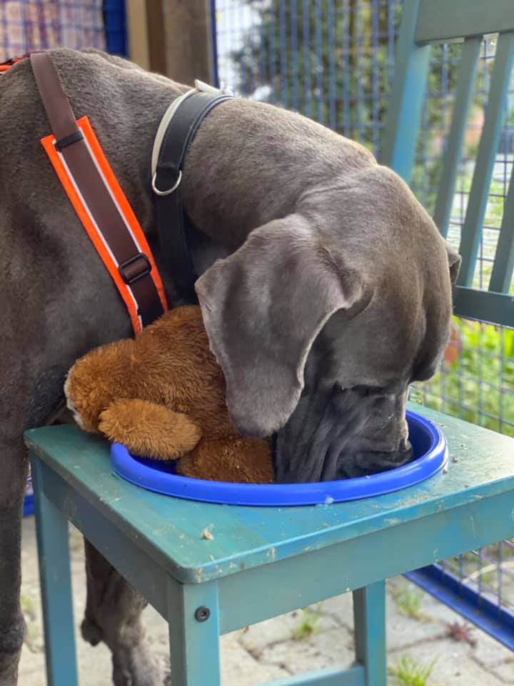Atlas und sein Teddybär