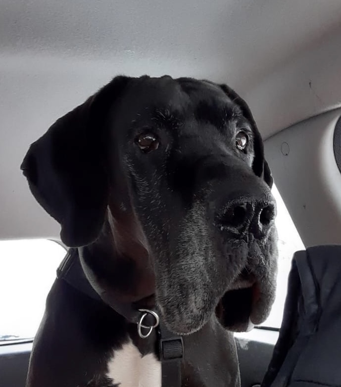 Buddy – herzlich willkommen