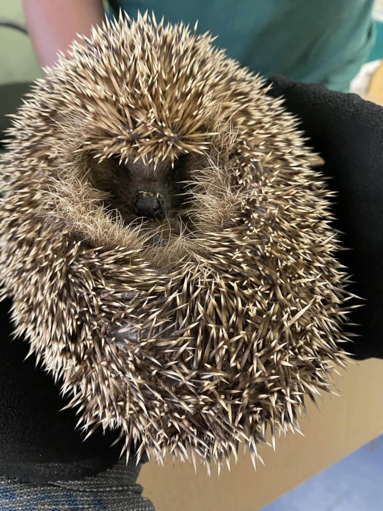 Sid