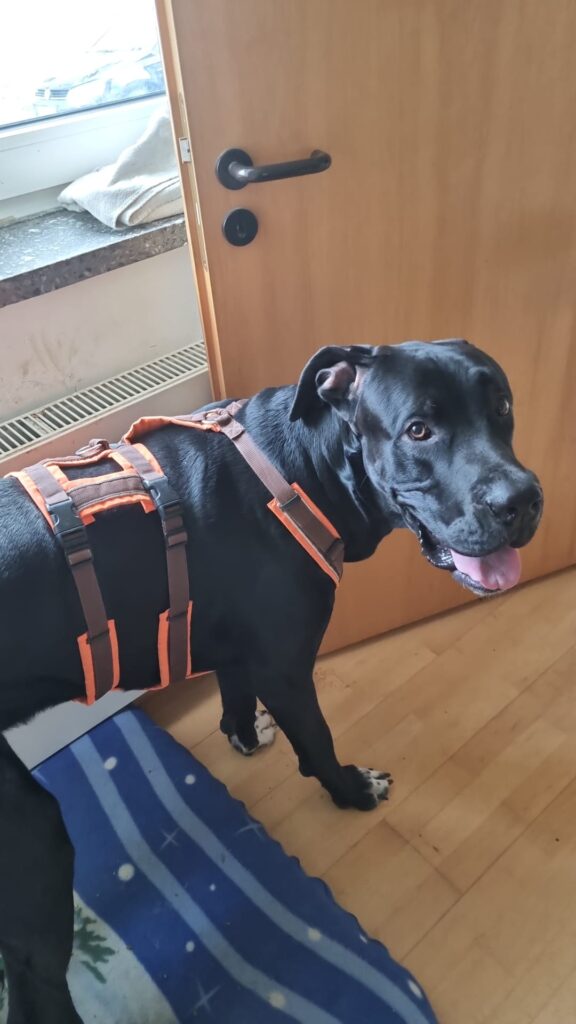 Die Diagnose von Djego