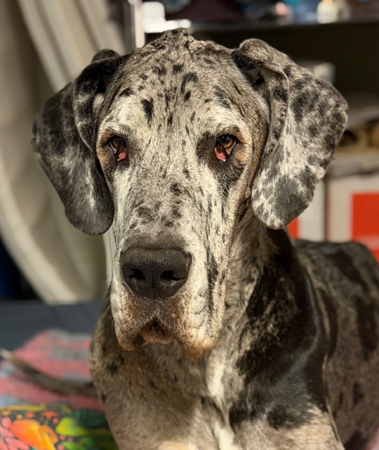 Mia